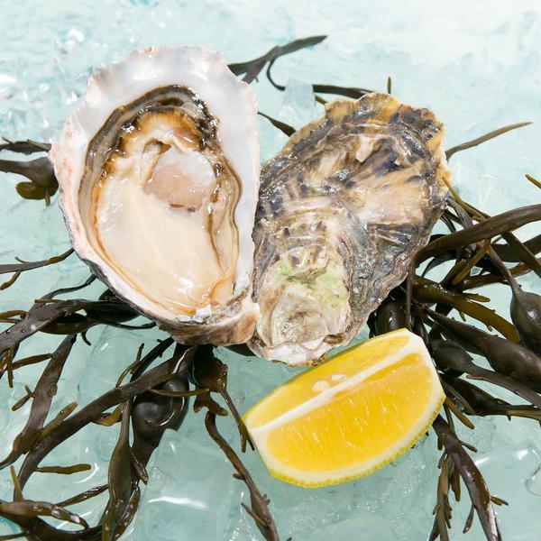 Namibian Pacific Oyster  (1pack)
