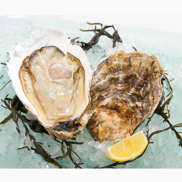 USA Pacific Oyster - Jumbo  (1pack)